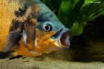 Astronotus ocellatus - Close Up of the mouth