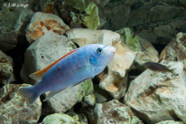Labeotropheus trewavasae - Chilumba