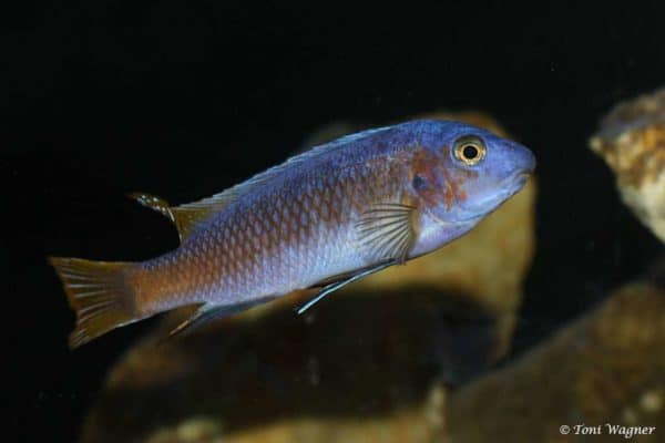 Labeotropheus trewavasae - Nkhata Bay