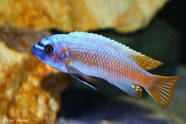 Labeotropheus trewavasae - Nkhata Bay