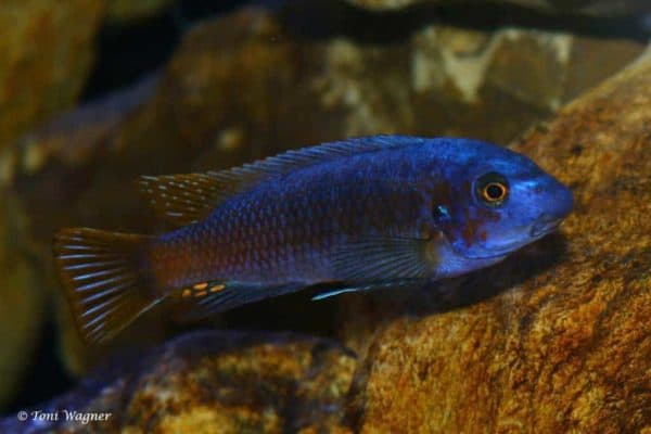 Labeotropheus trewavasae - Nkhata Bay