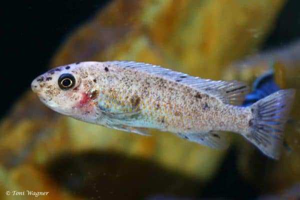 Labeotropheus trewavasae - Nkhata Bay