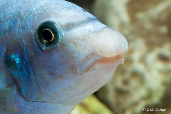 Labeotropheus trewavasae - Scrapermouth Mbuna - Close up