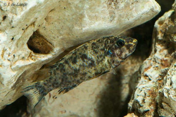 Labeotropheus trewavasae - Scrapermouth Mbuna - Female Blotched