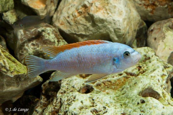 Labeotropheus trewavasae - Scrapermouth Mbuna