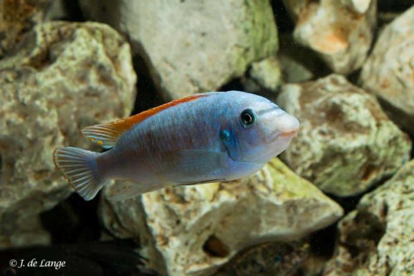 Labeotropheus trewavasae - Scrapermouth Mbuna