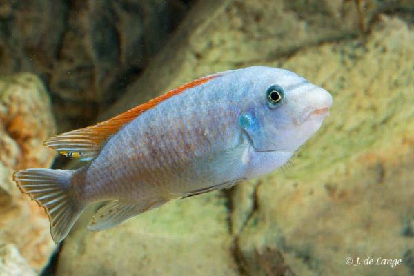 Labeotropheus trewavasae - Scrapermouth Mbuna