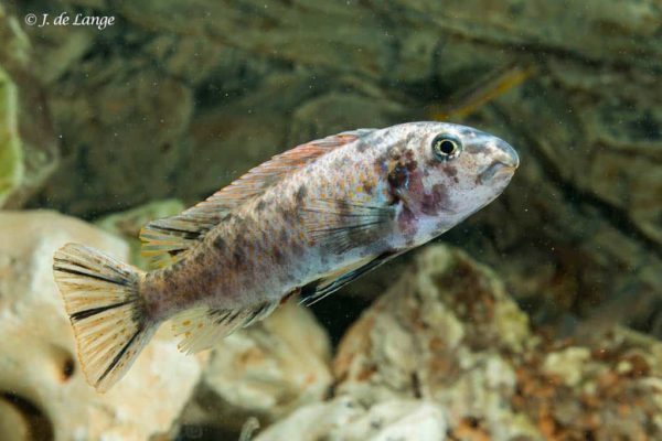 Labeotropheus trewavasae - Scrapermouth Mbuna - OB