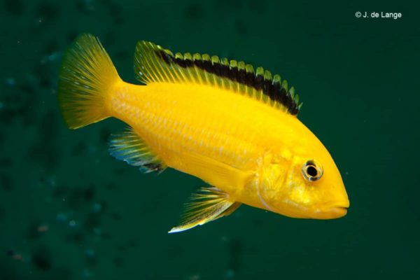 Labidochromis caeruleus - Yellow - Female