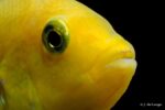 Labidochromis caeruleus - Yellow - Close up of the head