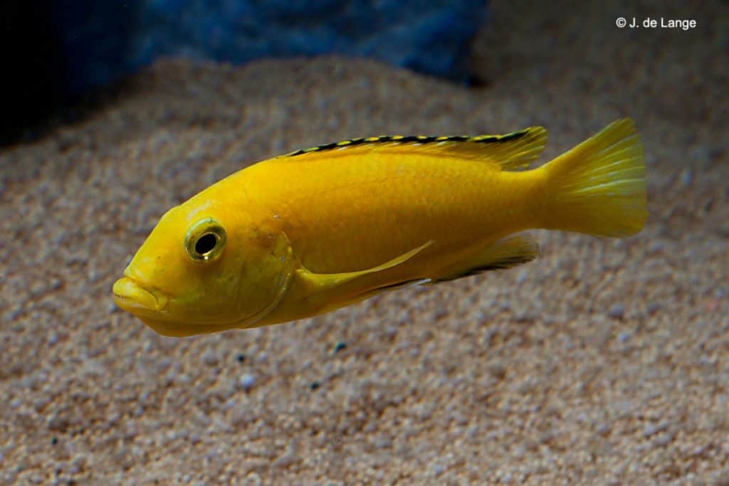 Labidochromis caeruleus - Yellow - Female brooding eggs in her mouth