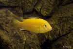 Labidochromis caeruleus - Yellow