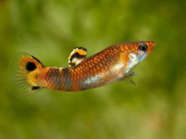 Poecilia picta
