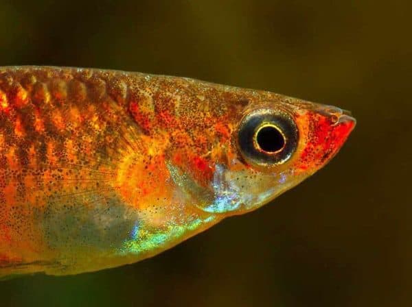 Poecilia picta - Swamp Guppy - Image 2