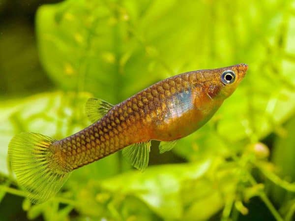 Micropoecilia picta - Female