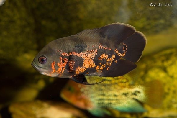 astronotus - ocellatus - Oscar