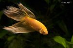 Betta splendens - Siamese Fighting Fish - Yellow male