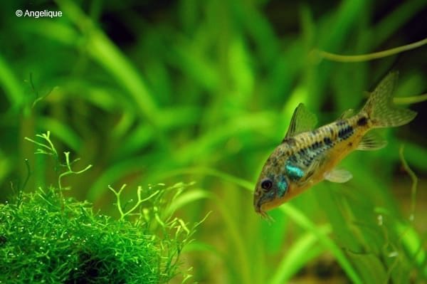 Corydoras paleatus- Pepper Cory - Image 2