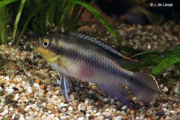 Pelvicachromis pulcher - Kribensis - Male