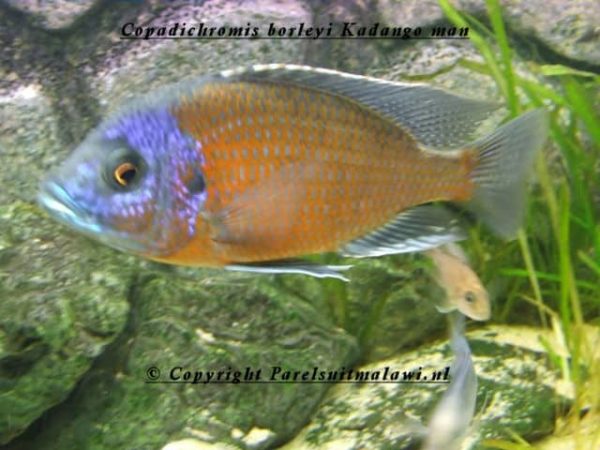 Copadichromis borleyi - RHaplochromis Borleyi Redfin