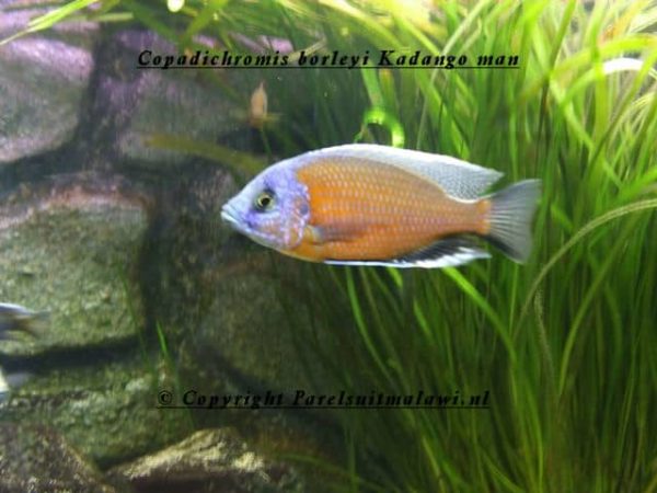 Copadichromis borleyi - Haplochromis Borleyi Redfin - Male