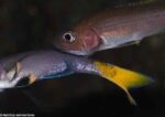 Cyprichromis leptosoma - Blue Flash Isanga - Spawning