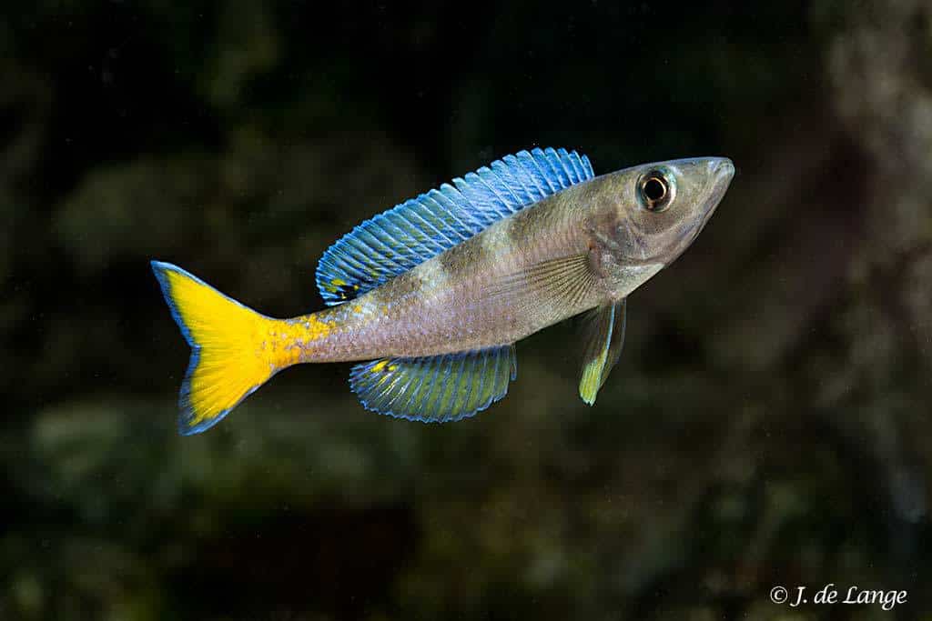 Cyprinochromis leptosoma - Utinta