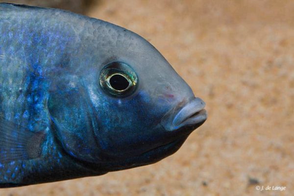 Cyrtocara moorii - Female with fry in her mouth