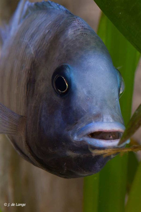 Cyrtocara moorii - Female with fry in her mouth