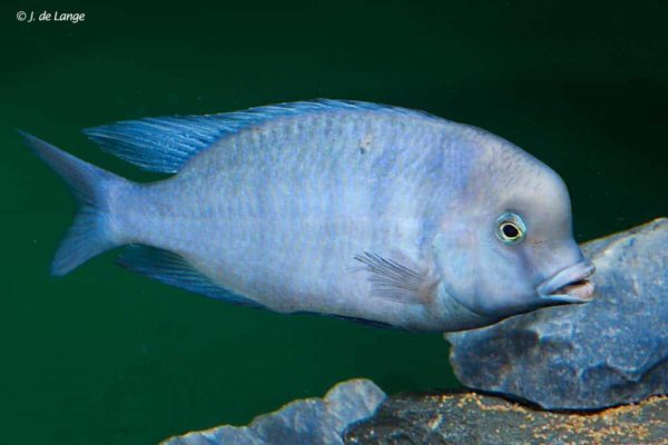 Cyrtocara moorii