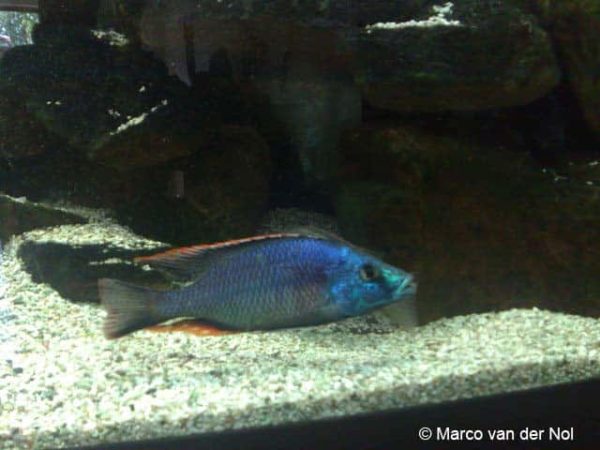 Dimidiochromis strigatus
