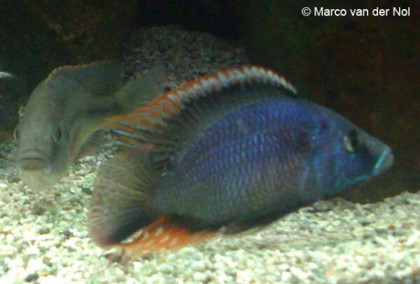 Dimidiochromis strigatus