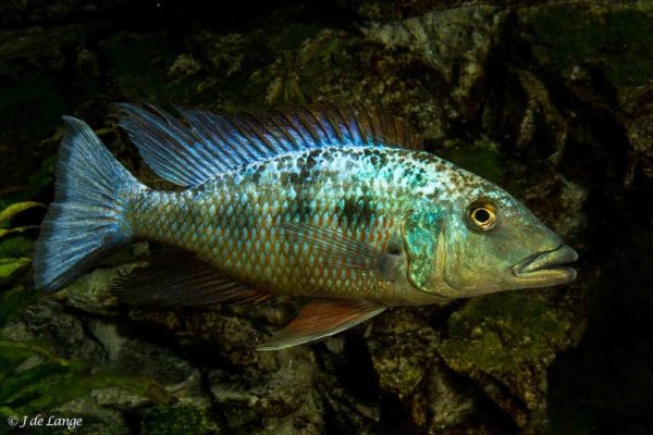 Fossorochromis rostratus