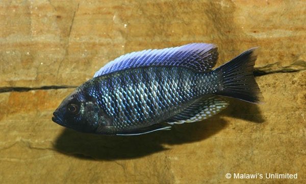 Copadichromis jacksoni - Image 2
