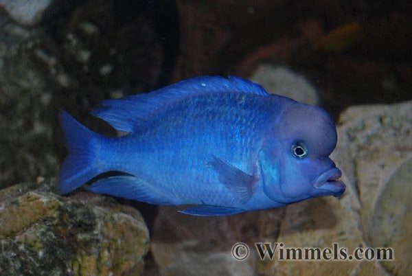 Cyrtocara moorii