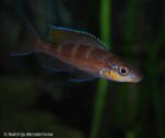 Paracyprichromis brieni - Yellow Cheek - Male