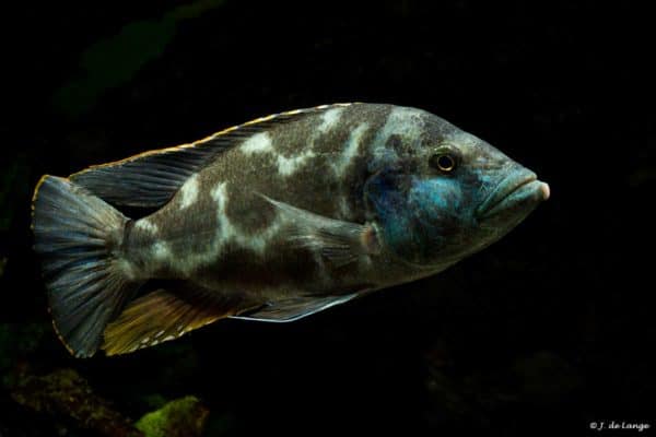 Nimbochromis livingstonii