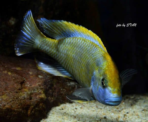 Nimbochromis venustus - Male