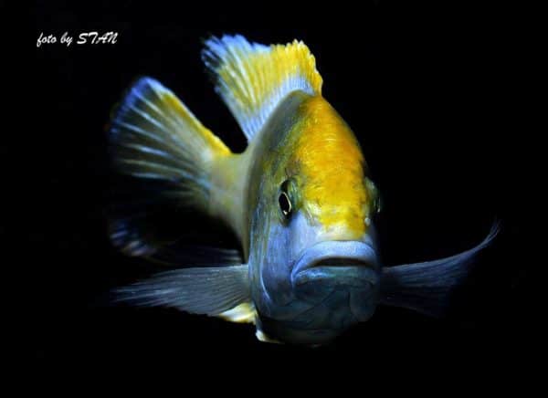 Nimbochromis venustus - Male