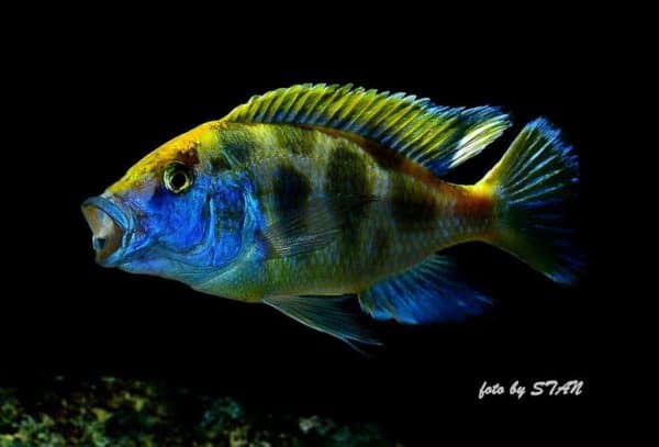 Nimbochromis venustus - Male