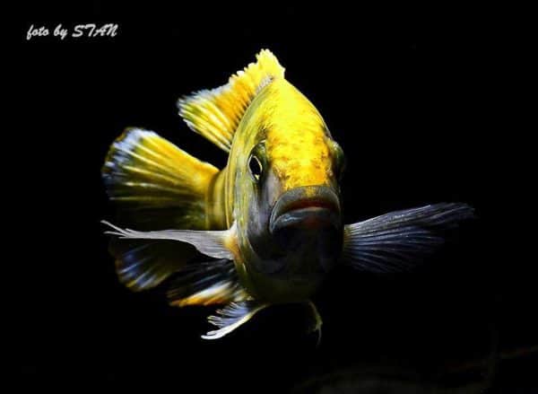 Nimbochromis venustus - Male