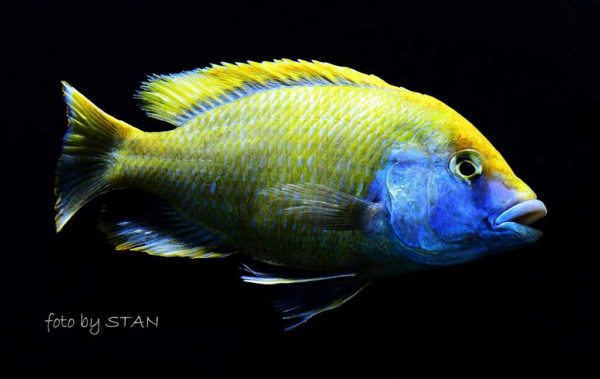 Nimbochromis venustus - Male
