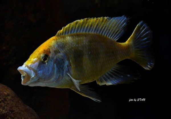 Nimbochromis venustus - Male