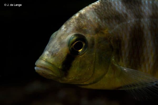 Nimbochromis venustus - Female