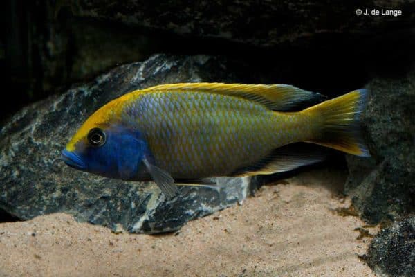 Nimbochromis venustus