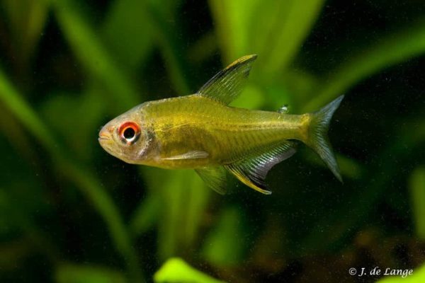 Hyphessobrycon pulchripinnis - Lemon Tetra