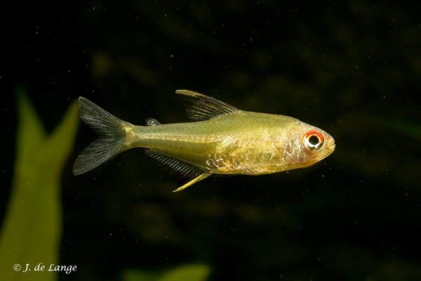 Hyphessobrycon pulchripinnis - Lemon Tetra