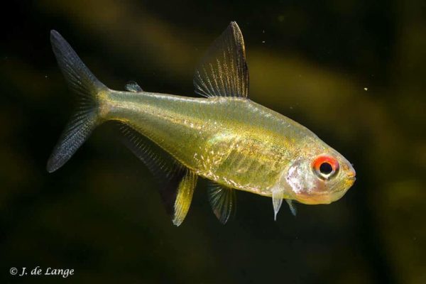 Hyphessobrycon pulchripinnis - Lemon Tetra