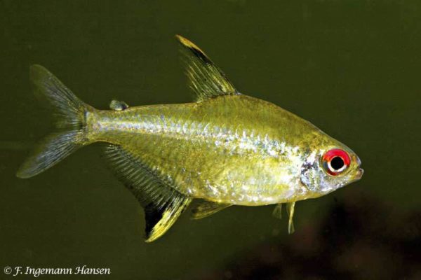 Hyphessobrycon pulchripinnis - Lemon Tetra
