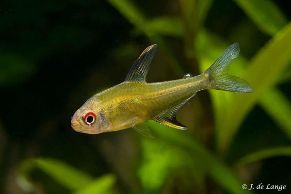 Hyphessobrycon pulchripinnis - Lemon Tetra